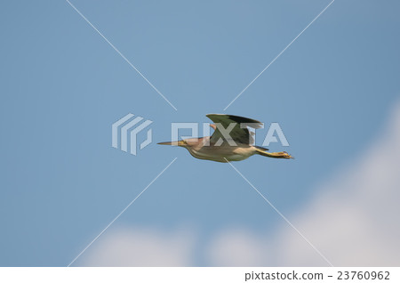 Yoshigoi fly to the blue sky back 23760962