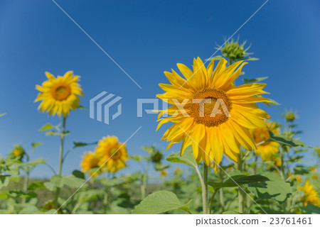 Sunflower against the blue sky 23761461