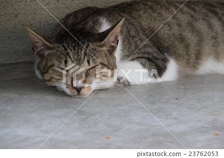 Sleeping cat Sleeping cat 23762053