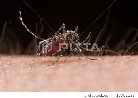 mosquito mosquito 23762158