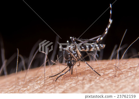 mosquito mosquito 23762159