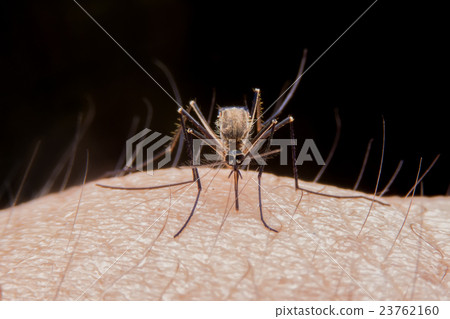 mosquito 23762160