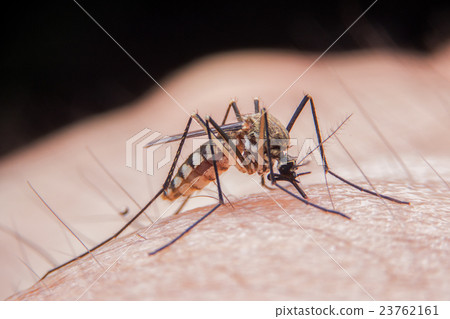 mosquito mosquito 23762161