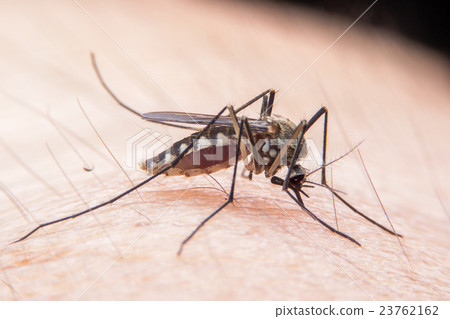 mosquito mosquito 23762162