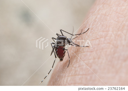 mosquito mosquito 23762164