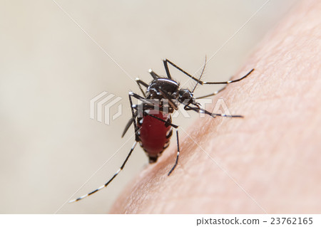 mosquito mosquito 23762165