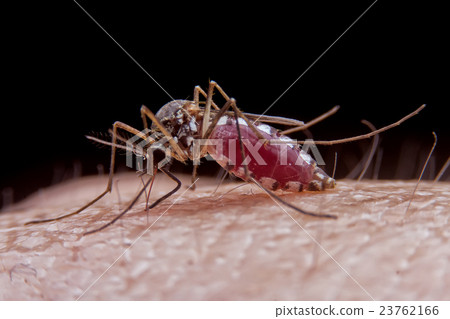 mosquito mosquito 23762166