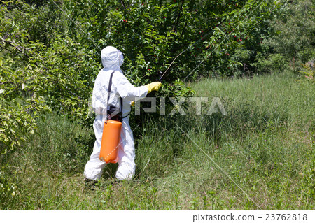 Pesticide spraying. Non-organic fruits. 23762818