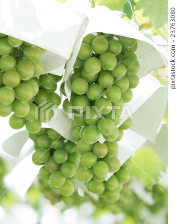 Vineyard Vineyard 23763080