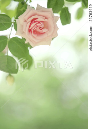 Beautiful Rose 23763459