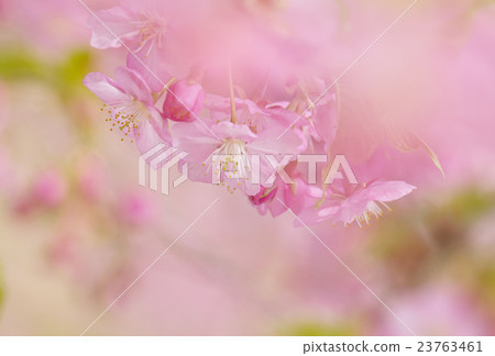 Spring color 23763461