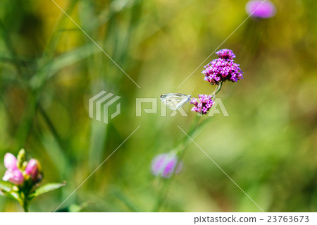 Hokkaido style garden and butterfly Hokkaido style garden and butterfly 23763673