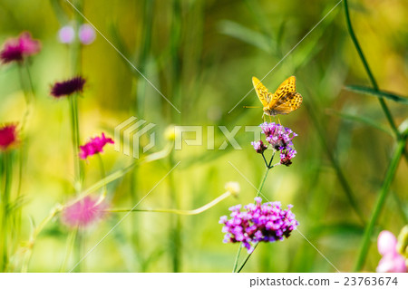 Hokkaido style garden and butterfly Hokkaido style garden and butterfly 23763674