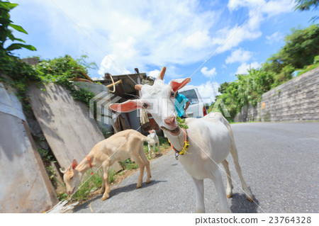 Goat goat Okinawa Hisja Goat goat Okinawa Hisja 23764328