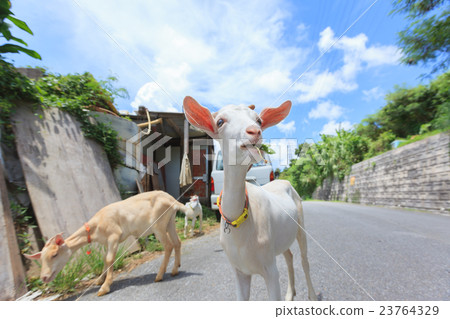 Goat goat Okinawa Hisja Goat goat Okinawa Hisja 23764329