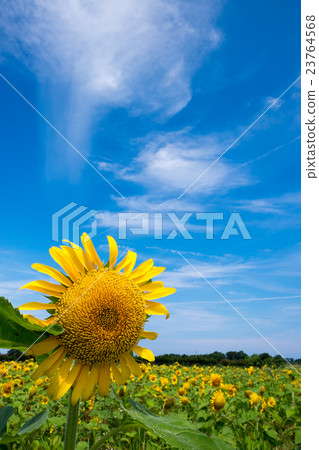 sunflower	 23764568