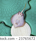 Dead Stingray Fish on the Pontoon 23765672