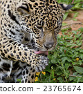 Leopard 23765674