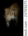 Leopard 23765675