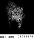 Leopard black and white 23765676