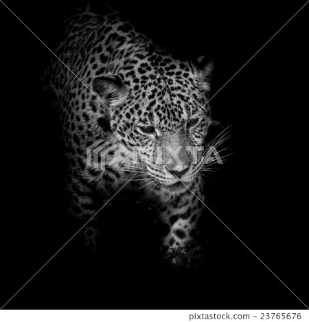 Leopard black and white Leopard black and white 23765676