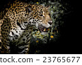 Leopard 23765677