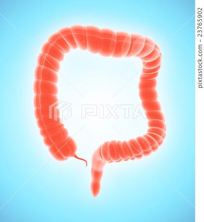 3D illustration of Large Intestine. 23765902