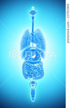 3D human male x-ray digestive system. 3D human male x-ray digestive system. 23765905