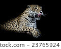 Leopard 23765924