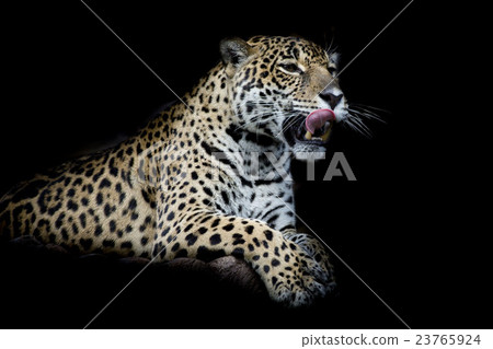 Leopard Leopard 23765924