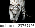black and white tiger 23765926