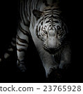 black and white tiger 23765928