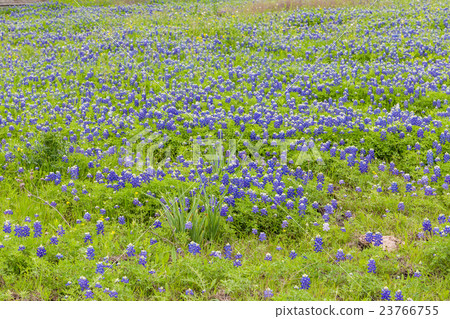 Beautiful bluebonnet field in Ennis, Texas. 23766755