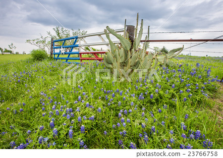 Bluebonnet field and Texas flag gate in Ennis, TX 23766758