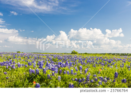 Texas Bluebonnet filed and blue sky in Ennis. Texas Bluebonnet filed and blue sky in Ennis. 23766764