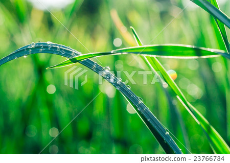Grass with water drops in the early morning Grass with water drops in the early morning 23766784