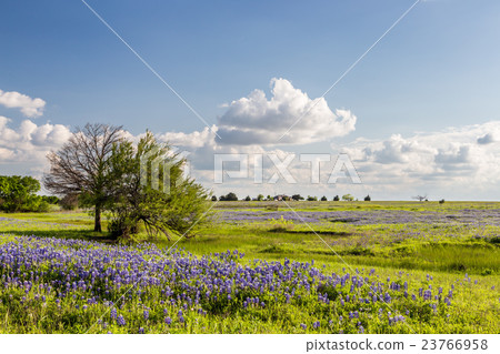 Texas Bluebonnet filed and blue sky in Ennis Texas Bluebonnet filed and blue sky in Ennis 23766958