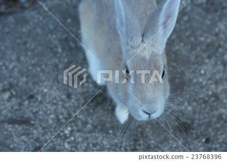 在奧野島的Usagi 在奧野島的Usagi 23768396