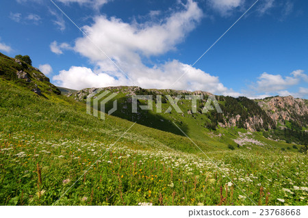 Mountain flowers Mountain flowers 23768668