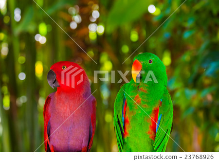 Parrots in Bali Island Indonesia Parrots in Bali Island Indonesia 23768926