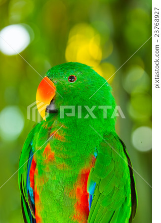 Parrot in Bali Island Indonesia 23768927