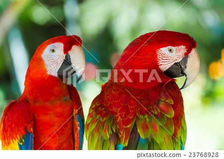 Parrots in Bali Island Indonesia 23768928