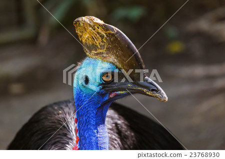 Beautiful bird in Bali Island Indonesia 23768930