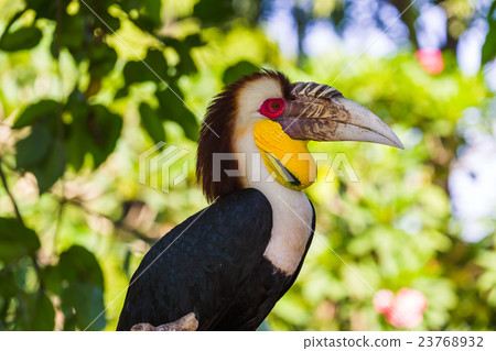 Wreathed Hornbill bird in Bali Island Indonesia 23768932