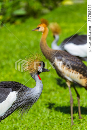 Grey Crowned Crane in Bali Island Indonesia Grey Crowned Crane in Bali Island Indonesia 23768933