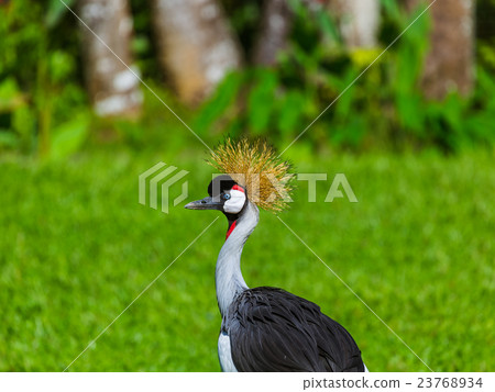 Grey Crowned Crane in Bali Island Indonesia 23768934