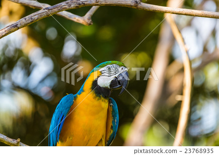 Parrot in Bali Island Indonesia 23768935