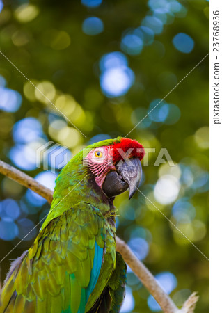 Parrot in Bali Island Indonesia 23768936