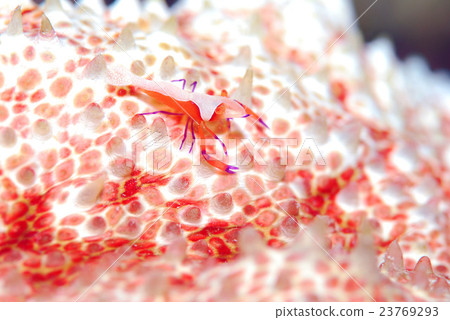 Shrimp Shrimp 23769293