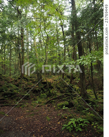 Ajikigahara jikai with striking roots and mosses striking in the road leading to Mt. Futakomi in Yamanashi Prefecture Ajikigahara jikai with striking roots and mosses striking in the road leading to Mt. Futakomi in Yamanashi Prefecture 23769449